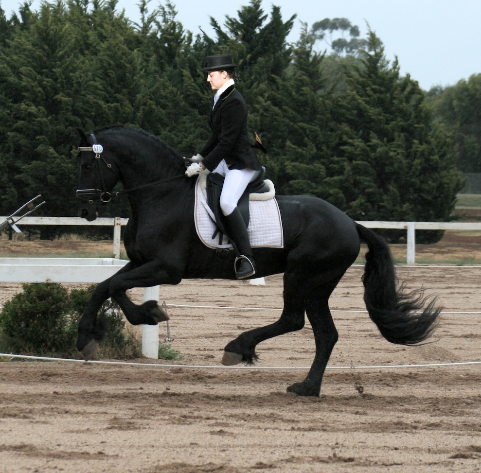 Ebony Park Jorrit - Dressage Friesian Stallion